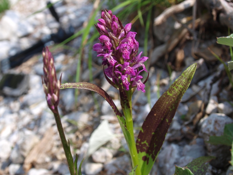 Quale Dactylorhiza?